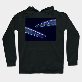 Caenorhabditis elegans (C011/1388) Hoodie